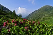 16 Rododendri in fiore con vista verso Pizzo Camino e Monte Sossino
